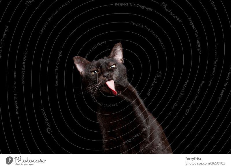 schwarze Katze leckt sich die Pfote Haustiere Mischlingskatze Kurzhaarkatze Ein Tier schwarzer Hintergrund Studioaufnahme Textfreiraum ausschneiden vereinzelt