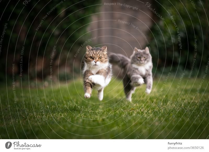 zwei Katzen rennen durch den garten Haustiere Rassekatze maine coon katze britische Kurzhaarkatze Zwei Tiere blau gestromt Tabby weiß Spielen spielerisch