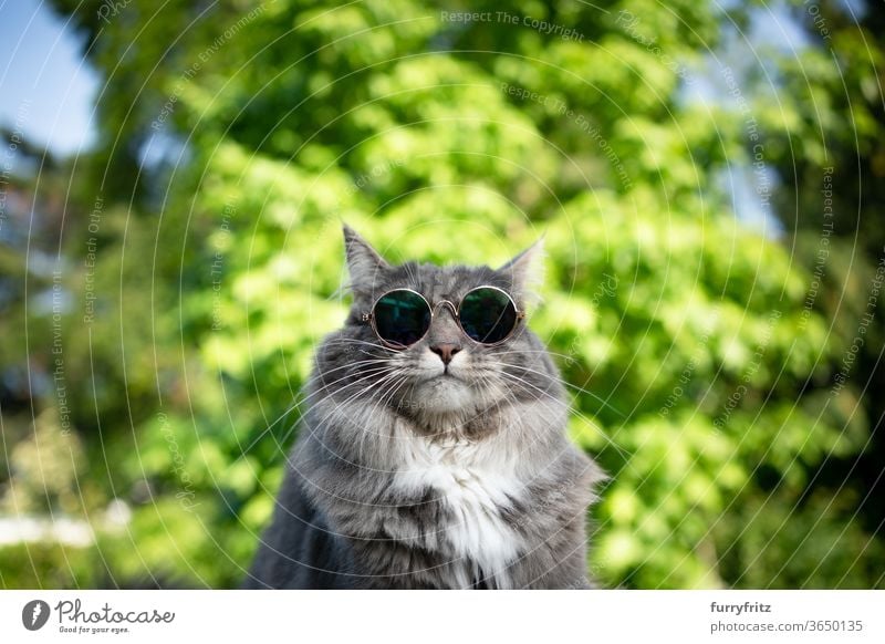 coole Katze mit Sonnenbrille Haustiere Rassekatze maine coon katze Ein Tier blau gestromt weiß Natur Vorder- oder Hinterhof Garten grün Pflanzen Porträt lustig