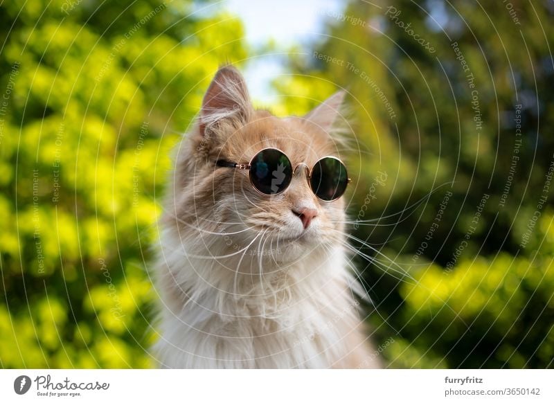 coole maine coon katze mit sonnenbrille Katze Haustiere Rassekatze Ein Tier cremefarben beige weiß Natur Vorder- oder Hinterhof Garten grün Pflanzen Porträt