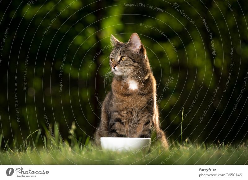 Katze, die in der Natur hinter einer Futterschale sitzt Haustiere Mischlingskatze Kurzhaarkatze Ein Tier Tabby Vorder- oder Hinterhof Garten grün Rasen Gras