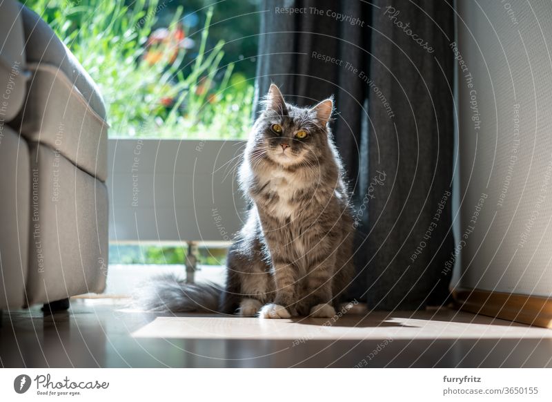Katze, die im Sonnenlicht am Fenster sitzt Haustiere Rassekatze maine coon katze Ein Tier blau gestromt Sitzen in die Kamera schauen im Innenbereich