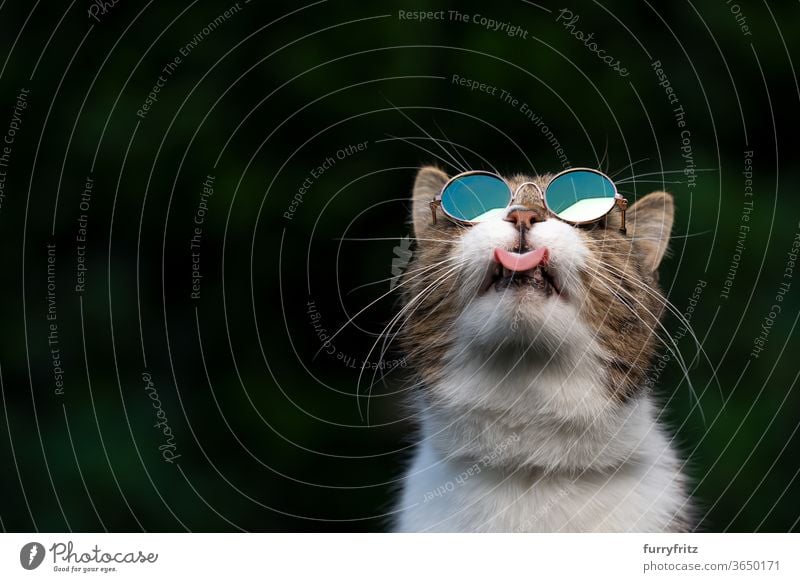 Katze mit Sonnenbrille, die in den Himmel schaut Haustiere Rassekatze britische Kurzhaarkatze Ein Tier Tabby weiß grün im Freien Schirme tragend cool lustig