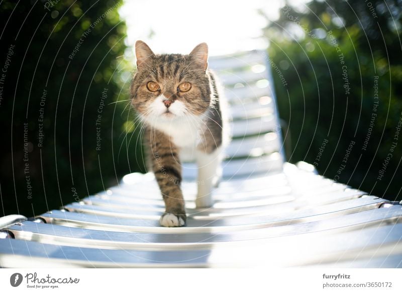 Katze, die im Sonnenlicht auf einer Sonnenliege läuft Haustiere Rassekatze britische Kurzhaarkatze Ein Tier Tabby weiß sonnig Sommer grün im Freien Gartenstuhl