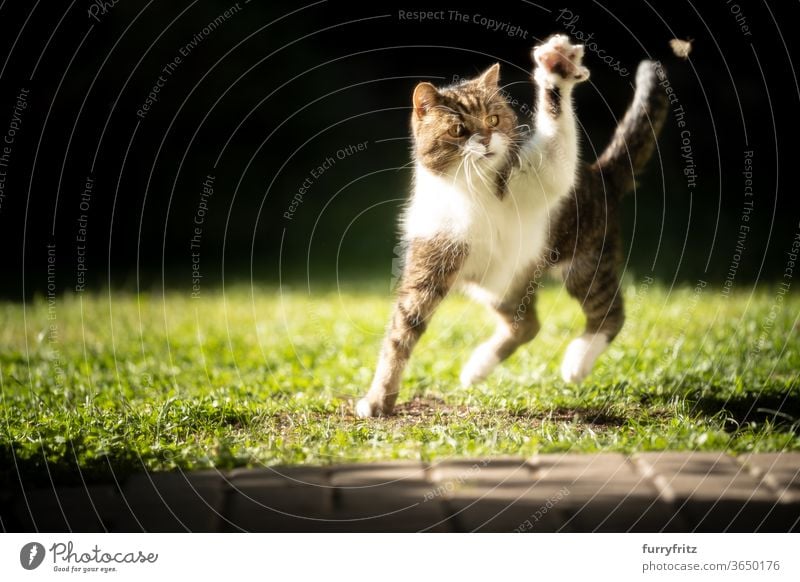 Katzen, die im Sonnenlicht ein Insekt jagt Haustiere Rassekatze britische Kurzhaarkatze Ein Tier Tabby weiß sonnig Sommer Spielen Jagd Motte grün im Freien