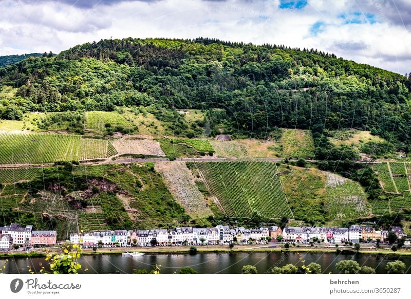 hochwassererprobt Hunsrück Moseltal Sonnenlicht Mosel (Weinbaugebiet) Flussufer Idylle Ruhe Rheinland-Pfalz Weinstock Freiheit Berge u. Gebirge Wolken Natur