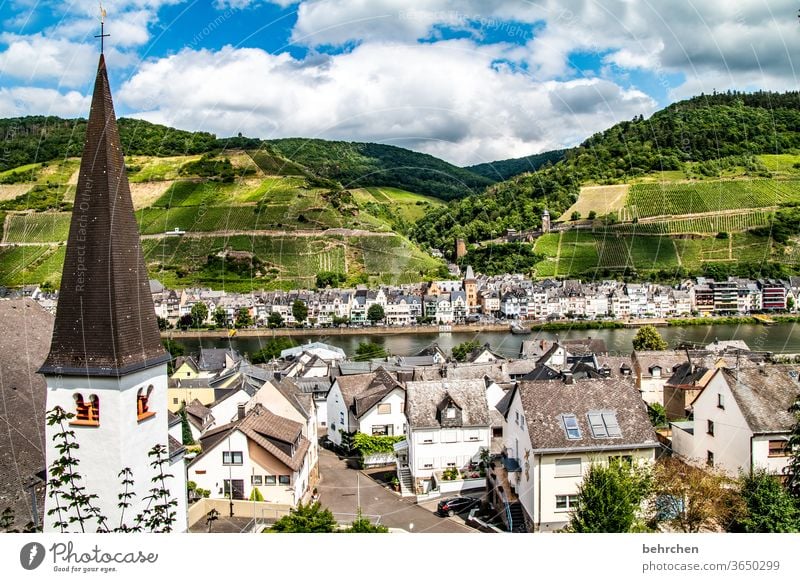 zell an der mosel Moselsteig Stadt Hunsrück Moseltal Weinbau Sonnenlicht Ruhe Weinstock Idylle Flussufer Rheinland-Pfalz Mosel (Weinbaugebiet) Landschaft