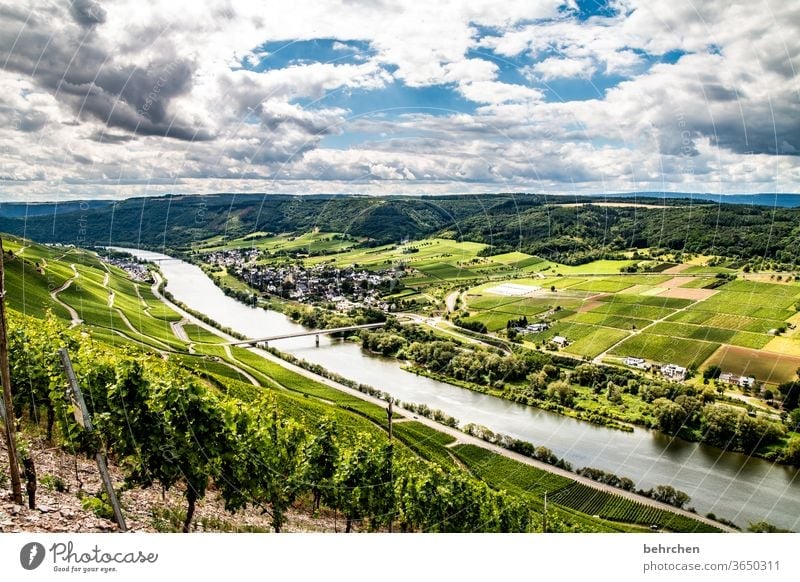 verzauberndes moselweinland...für truelight Moselsteig Stadt Hunsrück Moseltal Weinbau Rheinland-Pfalz Fluss Idylle Ruhe Sonnenlicht Mosel (Weinbaugebiet)