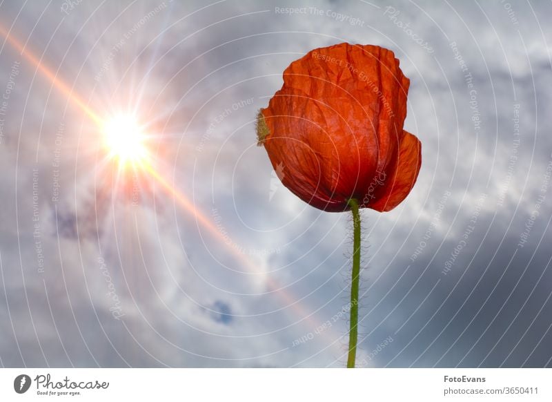 Einzelne rote Mohnblume mit Himmel und Sonne Sommerblume Frühling Natur Postkarte Klatschmohn Sonnenstrahlen Blüte Blume Pflanze Tag Wiese eine Hintergrund
