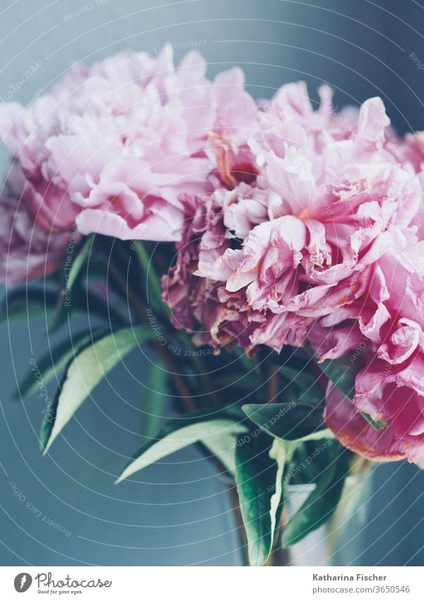 rosa Pfingstrosen verblassen Blume Blüte Nahaufnahme Natur Farbfoto Detailaufnahme Sommer Frühling Blühend Duft Blütenblatt Tag schön Innenaufnahme ästhetisch