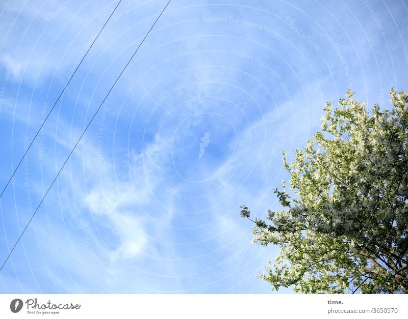 Halswirbelsäulentraining (35) natur baum himmel stromleitung Energiewirtschaft sommer überlandleitung bewuchs disziplin ordnung orientierung blau outdoor