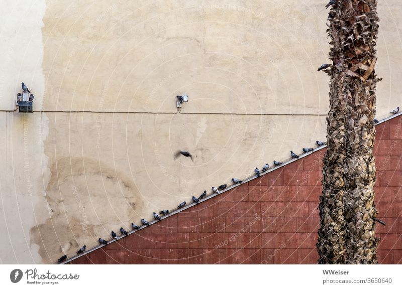 Hauswand mit Diagonale und Tauben, Stamm einer Palme Wand schäbig rau alt Mauer dicht Stadt Vögel Gebäude Baum Barcelona fleckig trocken Stein