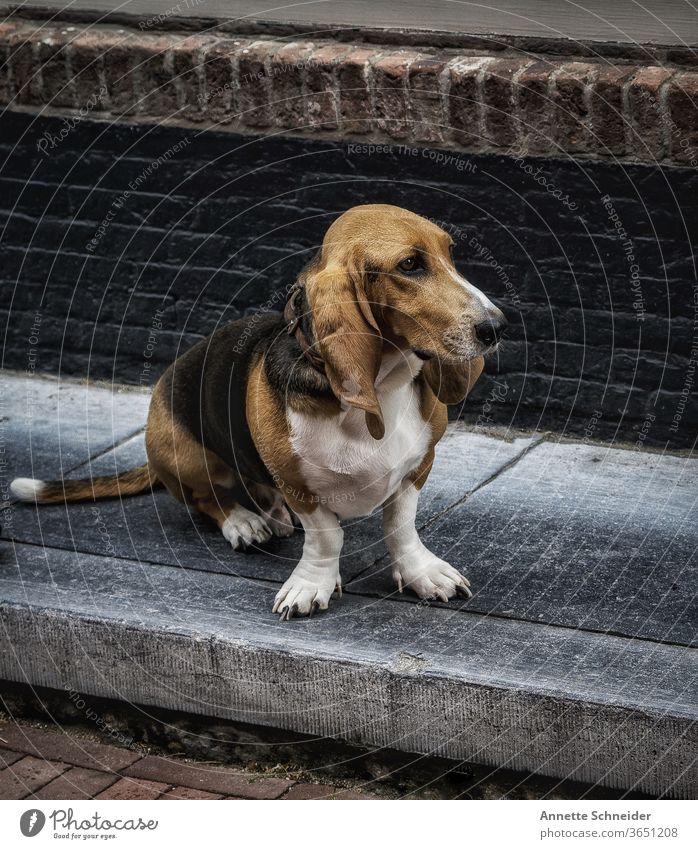 Basset Haustier Außenaufnahme Tierporträt braun Hund niedlich Freundschaft Porträt Bürgersteige Stadthund