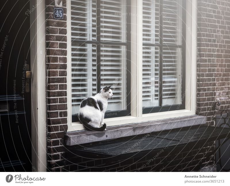 Katze schwarz weiß sitzend auf Fensterbank fenster Tier Menschenleer Haustier Tierporträt Außenaufnahme Straßenkatze freilebend Herumtreiben beobachten