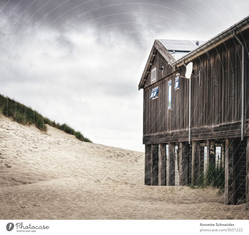 Strandbar an der Nordsee Niederlande Meer Dünen sand Ferien & Urlaub & Reisen Außenaufnahme Sand Natur Farbfoto Tourismus Dünengras