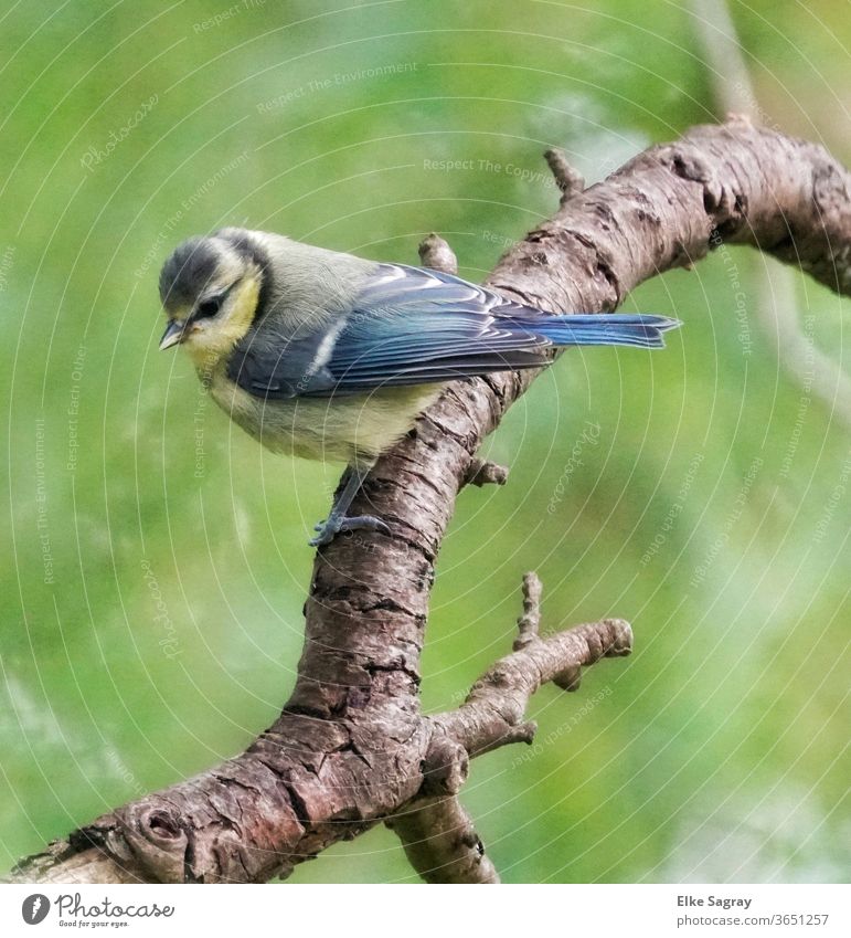 Blaumeisen-Jungvogel Vöglein blau Natur fliegen Vogel Tier Außenaufnahme Farbfoto Menschenleer