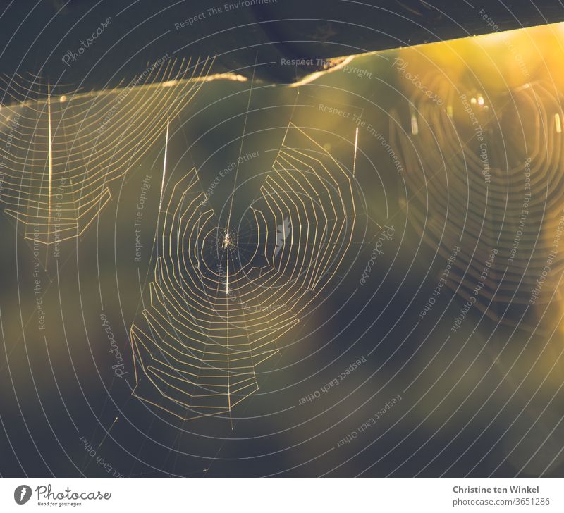 Filigrane Spinnennetze, die an einer Regenrinne hängen, im Gegenlicht der Morgensonne filigran Natur Sonnenlicht Nahaufnahme Schwache Tiefenschärfe Umwelt