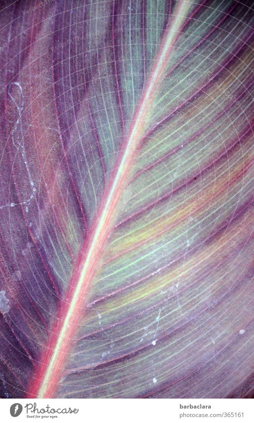 Pflanze | Canna mit Blattälchen Topfpflanze exotisch Wurm Fadenwurm Linie Streifen diagonal Wachstum ästhetisch elegant mehrfarbig violett Farbe Natur