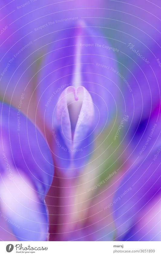 Herzförmiger Blütenteil der Lupine herzförmig herzförmige Blütenblätter Lupinenblüte violett Natur Naturliebe Pflanze Farbfoto Schwache Tiefenschärfe Blume