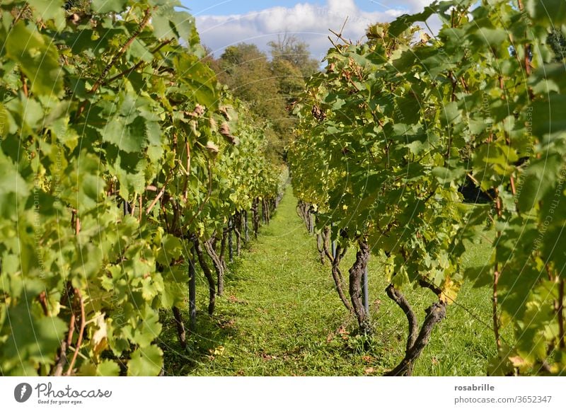 Symmetrie | bei den Weinstöcken am Weinberg Weinstock Reben Trauben grüne Ernte Lese Sommer Weinbauern Anbau Weinanbau Landschaft Natur natürlich schön