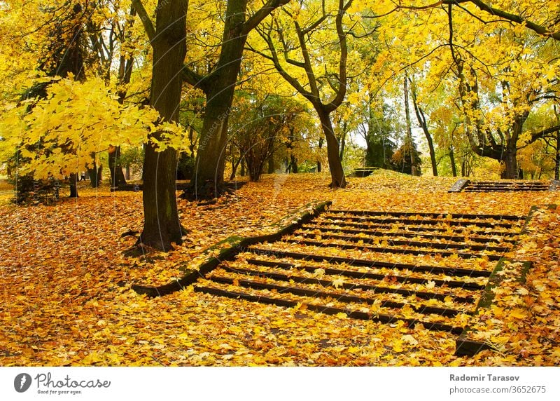 Herbstliches Stadtbild gelb Natur Fahrspur Park Baum Landschaft Saison Straße Sonnenlicht Laubwerk fallen im Freien Oktober orange Wald grün golden Tag