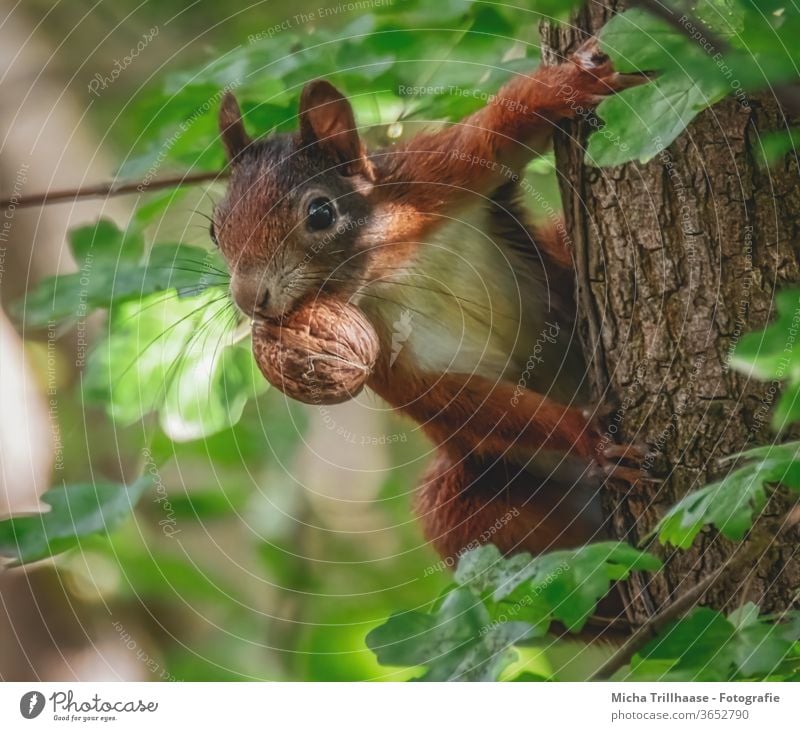 Eichhörnchen mit Nuss im Maul Sciurus vulgaris Kopf Auge Pfote Krallen Tiergesicht Fell Baum Baumstamm Fressen festhalten Neugier beobachten Nase Ohr Wildtier