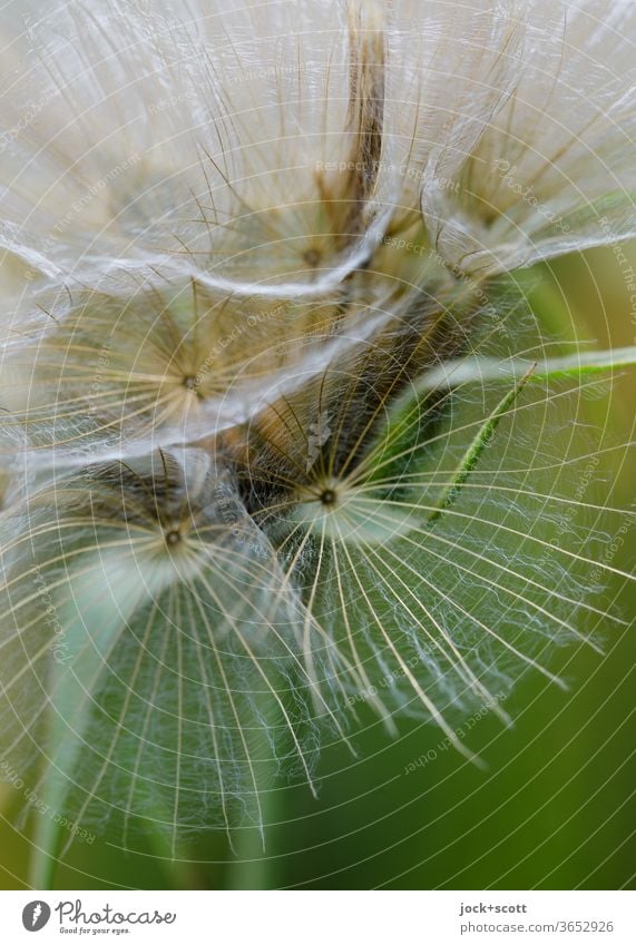 fragile, transparente Struktur der Pusteblume Sommer leicht Blüte Wildpflanze Leichtigkeit Strukturen & Formen zart Detailaufnahme Blume Samen natürlich