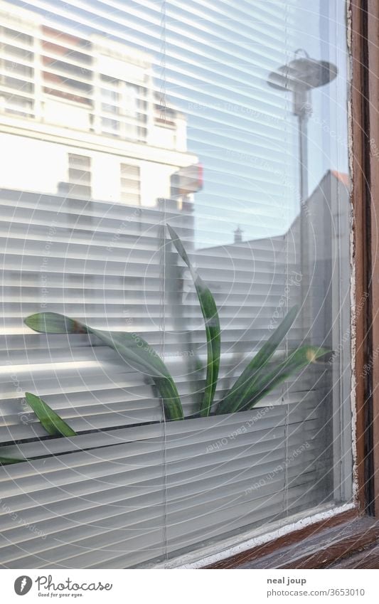 Zimmerpflanze quetscht sich durch Jalousie Fenster Freiheit Gefangenschaft Häusliches Leben Langeweile Ausblick Nachbarschaft Kontrast spießig Alltag trist