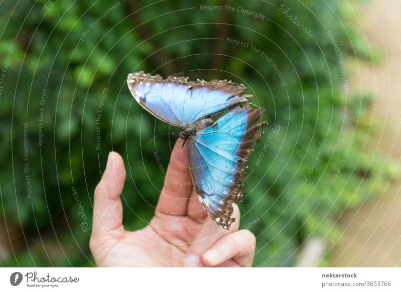 Blauer Schmetterling auf den Fingerspitzen. Nahaufnahme. Hand Schwache Tiefenschärfe abschließen Beteiligung nicht erkennbare Person menschlicher Körperteil