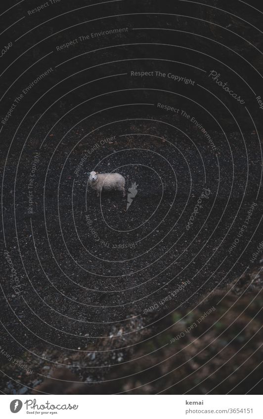 Ein Schaf schauen unten dunkel weiß beobachten 1 stehen Nutztier Tierporträt Blick Kieselsteine Fels Vogelperspektive alleine aufmerksam Wachsamkeit