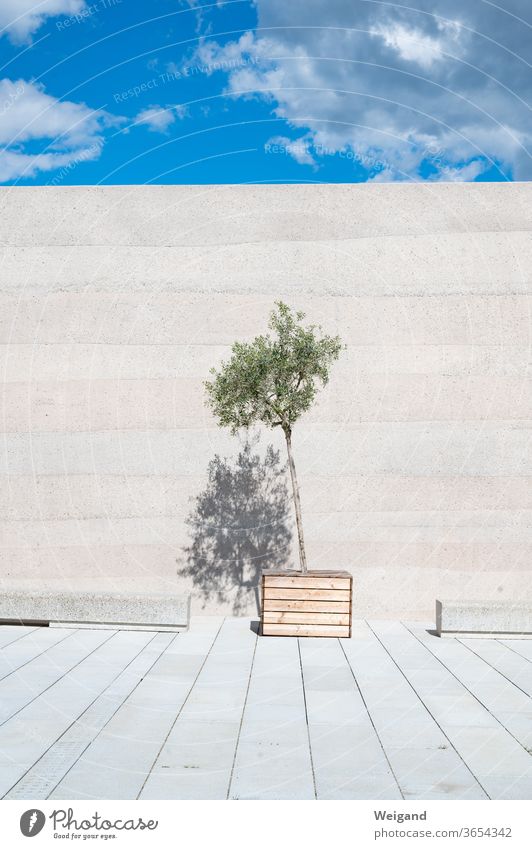 Olivenbaum vor Mauer Himmel modern puristisch ästhetisch Pflanze Architektur Beton Betonwand grün Sommer Menschenleer Fassade Bauwerk kahl öde