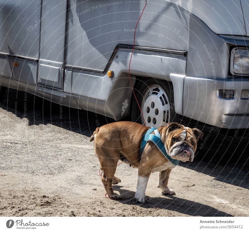 Englische Bulldogge vor Campingmobil englische Bulldogge Hund niedlich Außenaufnahme Tierporträt französische Bulldogge Tiergesicht Fröhlichkeit Wohnmobil Reise