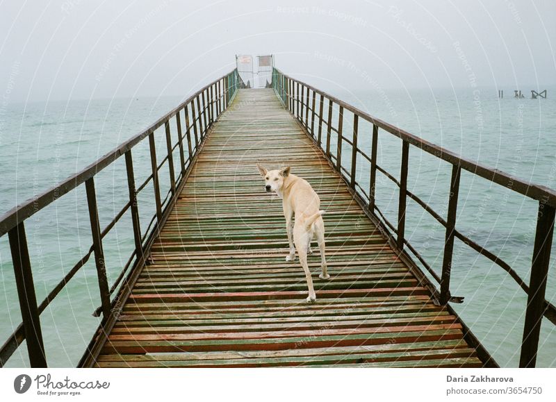 Hund auf der Brücke am Meer MEER Seebrücke Wasser Küste Himmel Farbfoto Ferien & Urlaub & Reisen Landschaft blau Wolken Tag Natur Außenaufnahme Strand Tourismus