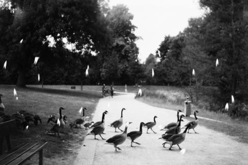 Vögel überqueren die Straße im Park in Kerzen Doppelbelichtung Schwarzweißfoto Filmmaterial 35mm analog 35 Millimeter Film Filmfotografie analoge Fotografie