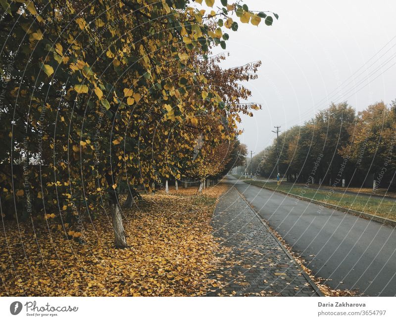 Gelbe Bäume, Herbst in der Stadt gelb Garten Straße Landschaft Blätter Weg leere Straße keine Menschen Dorf Dorfstraße Natur grün Baum