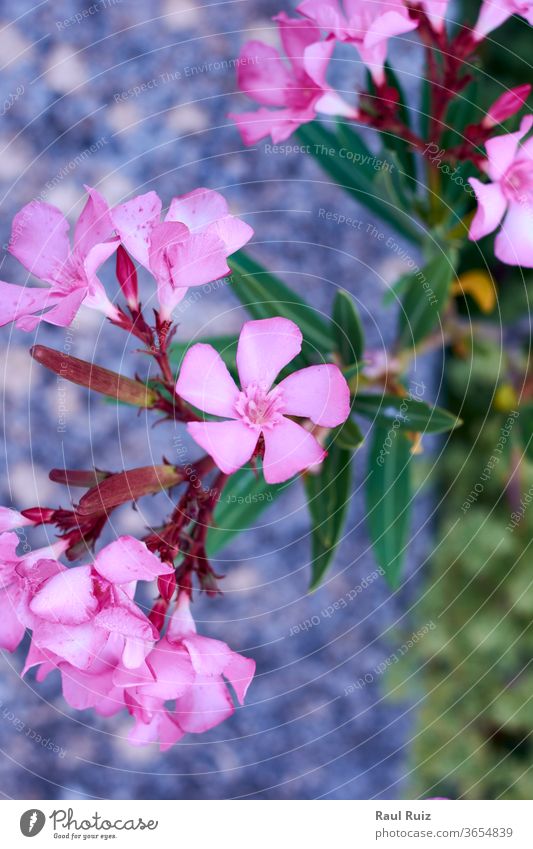Satz kleiner violetter Blüten Landwirtschaft Ackerland Blume Gefälligkeit Krokusse Natur Pflanze purpur Gewürz Erholung Farben Massage Gemüse frisch Stein