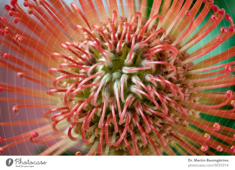 Blütenkopf von Leucospermum cordifolium, Stile und Pollenspender Blume Wackel-Nadelkissen Protaceae Pollen-Darsteller Pflanze Südafrikaner
