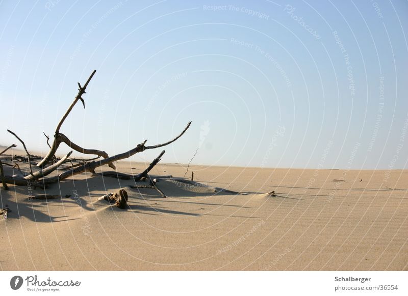 Wüstenstimmung Holz Physik Einsamkeit Sand Wärme Tod
