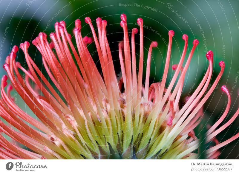 Blütenkopf von Leucospermum cordifolium von unten, Stile und Pollenspender Blume Wackel-Nadelkissen Protaceae Pollen-Darsteller Pflanze Südafrikaner
