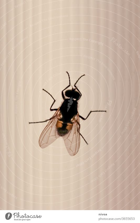 Close up Fliege Insekt Makroaufnahme Tier Verkehr Flügel fliegen Natur Tierporträt schwarz Nahaufnahme Beine klein Farbfoto Detailaufnahme