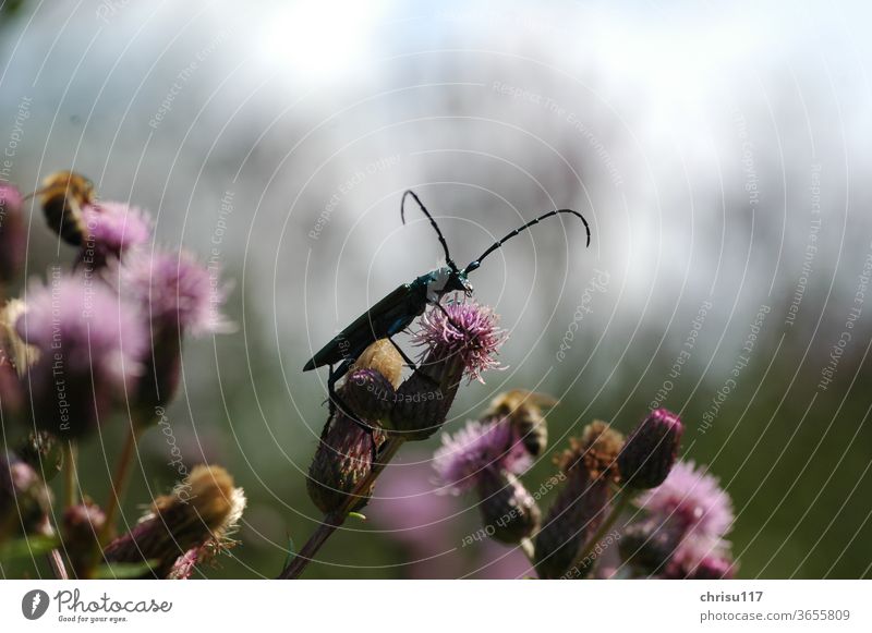 Moschusbock auf einer Kratzdistel sitzend Käfer Insekt Natur Außenaufnahme Farbfoto Sommer Tier Nahaufnahme