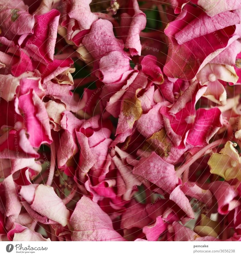 alle blumen welken Blüte Blütenblätter verwelkt Trockenheit rosa Nahaufnahme Struktur blühen Garten Blume Hortensie Hydrangea