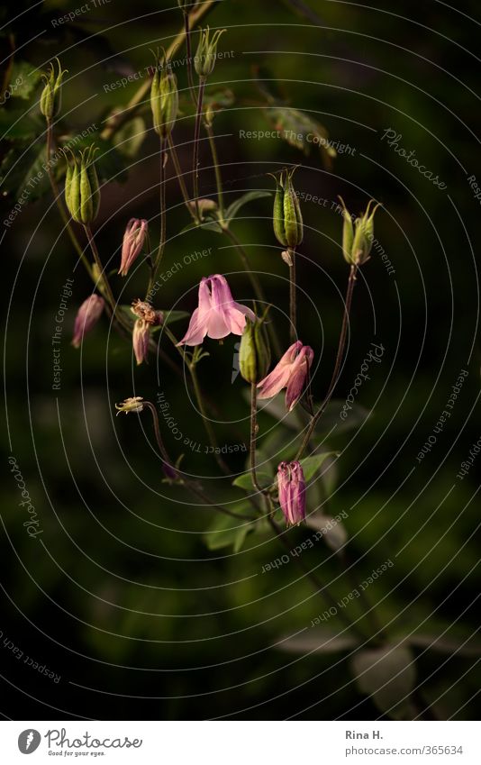 Akelei Frühling Sommer Pflanze Blume Blüte Blühend ästhetisch rosa malerisch Samen Farbfoto Menschenleer Tag Schwache Tiefenschärfe