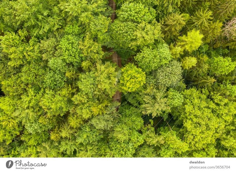 Grüner Waldon von Oben wald drone oben luftbild waldweg waldstrasse Waldweg Natur Farbfoto Außenaufnahme Tag Landschaft grün Baum Umwelt Menschenleer