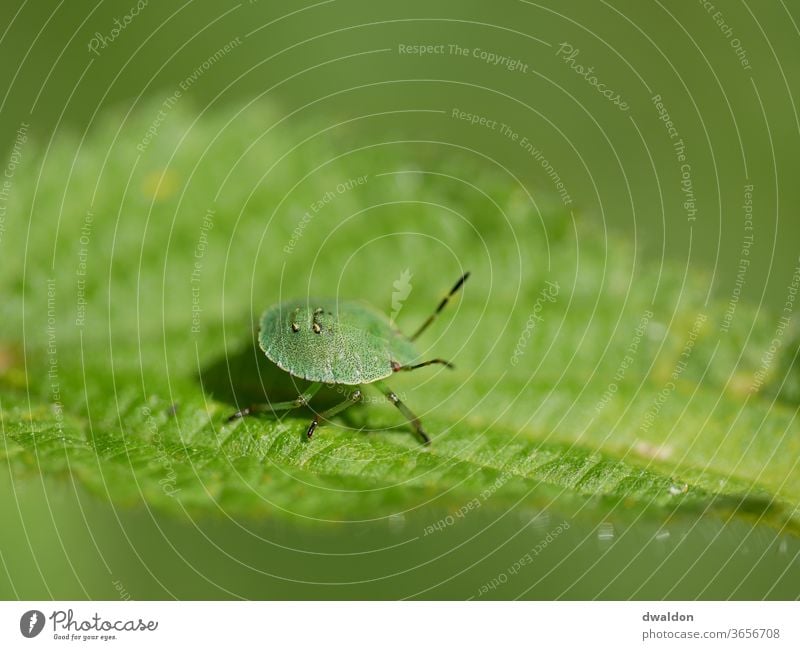 Kleiner grüner Käfer blatt Brennessel Blatt Insekt Natur Tier Nahaufnahme Makroaufnahme Farbfoto Schwache Tiefenschärfe Tierporträt Menschenleer Außenaufnahme
