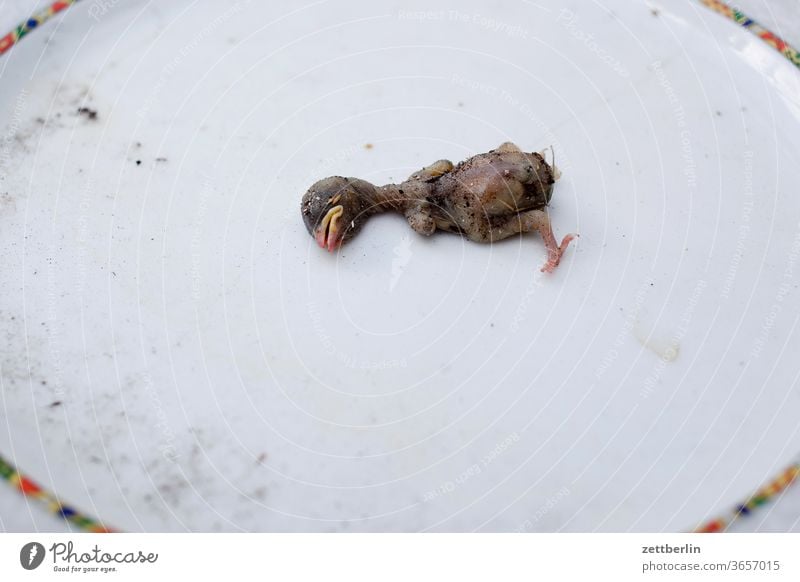 Toter kleiner Vogel liegen nackt freisteller natur ausgestorben umweltschutz aussterben absturz unglück aus dem nest gefallen nestflüchter jungtier kind embryo