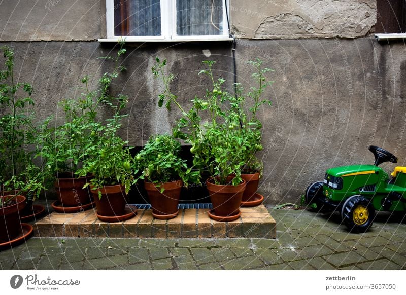 Tomatenplantage mit schwerer Technik tomate tomatenpflanze altbau traktor außen fassade fenster ferien garten haus hinterhaus hinterhof innenhof innenstadt