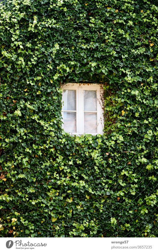 Kleines weißes Fenster inmitten eines von Efeu berankten Hausgiebels Fensterkreuz Farbfoto Außenaufnahme Fassade Wand Tag Gebäude Menschenleer alt begrünt