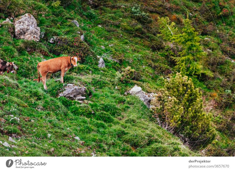Kühe am Silsersee St. Moritz Schweizer Alpen Graubünden Engadin wanderlust Wanderausflug Wandertag Naturschutz Ausdauer Tatkraft Willensstärke Tourismus Ausflug