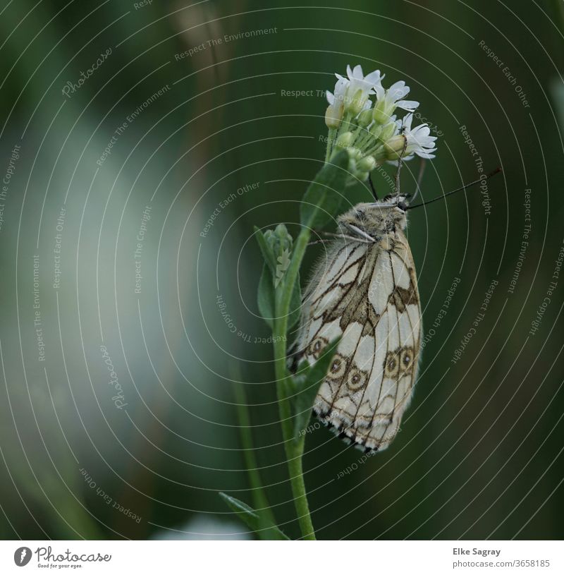 Perlmutt-Falter Insekt Schmetterling Makroaufnahme Sommer Nahaufnahme grün Flügel Natur Pflanze